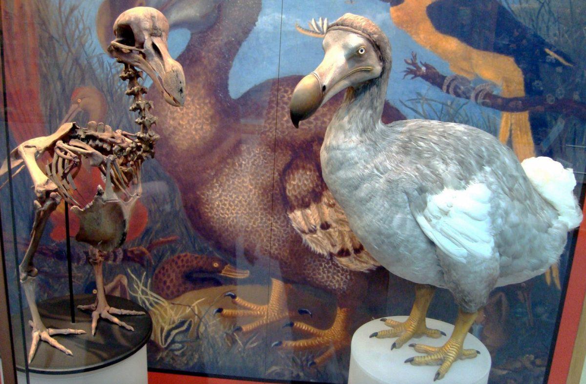 Jurassic Park in 2023? Biotechnology company Colossal Biosciences announces plans to revive the dodo bird