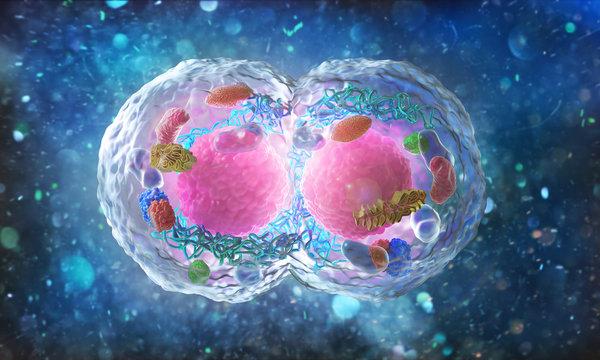 Controlling the Cell Cycle: A Nobel Laureate’s Lecture
