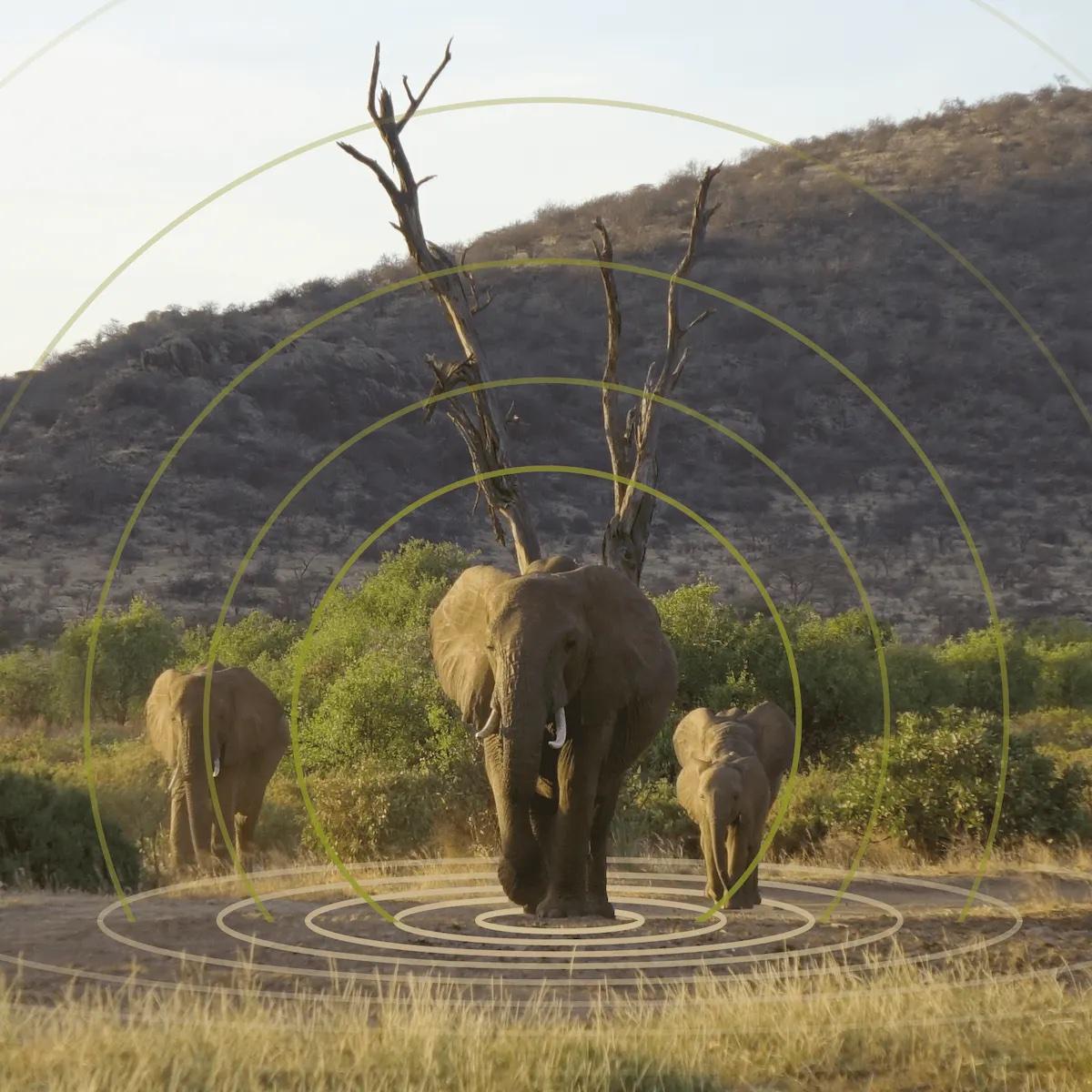 Wireless Sensor Networks for Wildlife Conservation in Africa