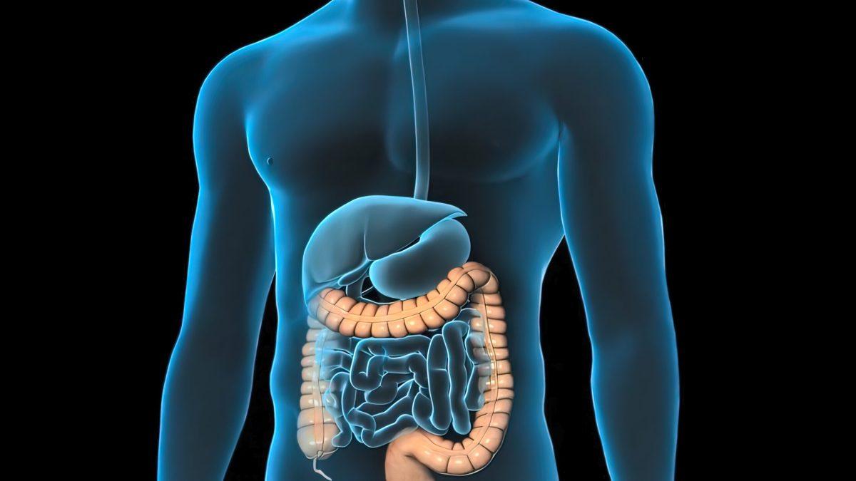 Colon during a enteroscopy with a intestinal or bowel cancer tumor visible. 3D illustration