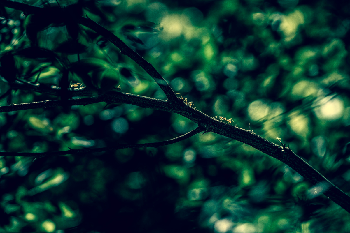 The Incredible Sense of Smell in Ants