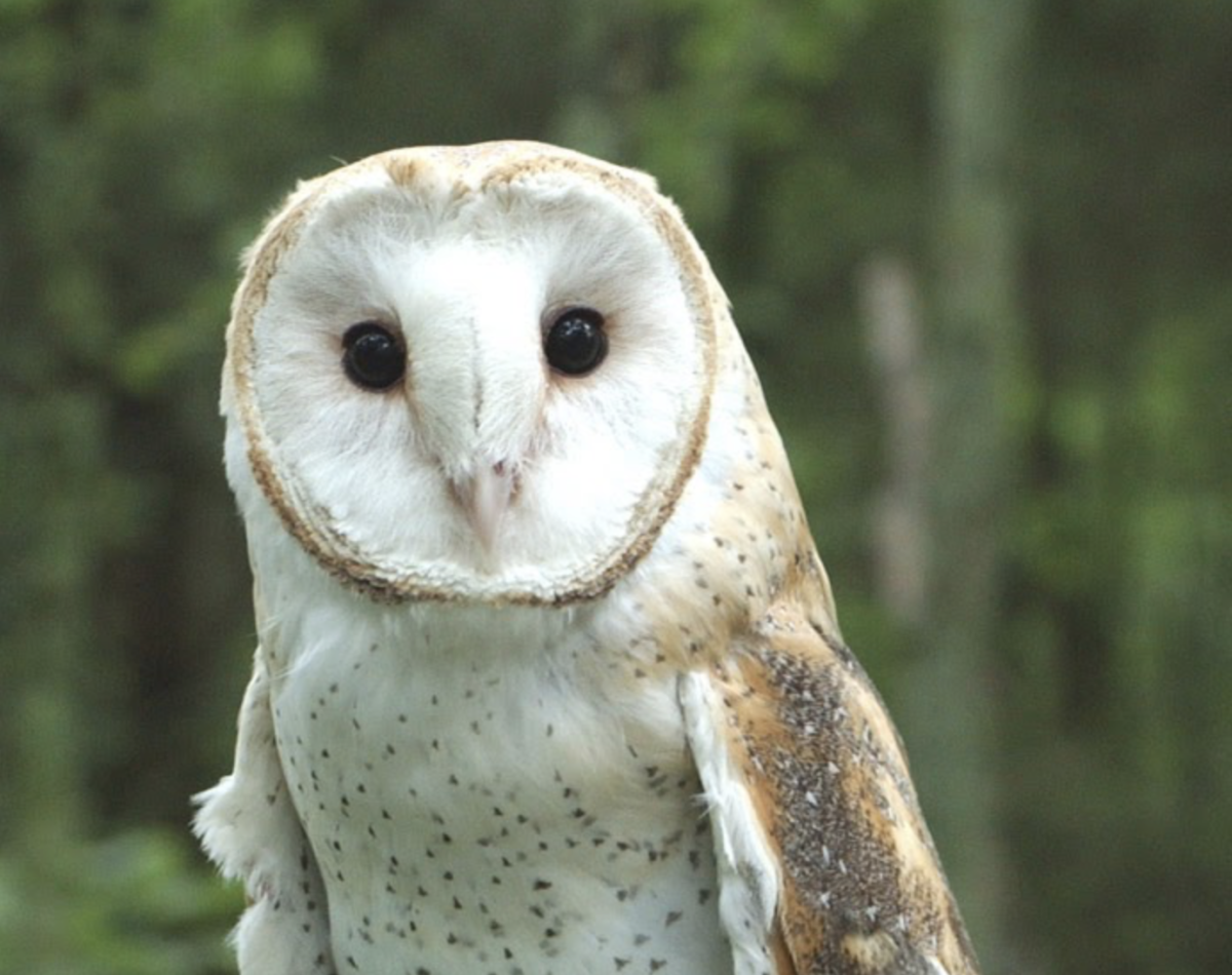 Fun Fact of the Week: Owls’ wise faces are even sharper for hearing