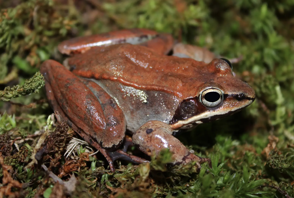 Fun Fact of the Week: Wood frogs freeze solid in winter and thaw in spring