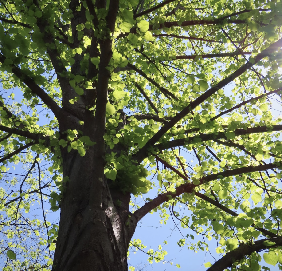 An urban oasis: Do green spaces on college campuses benefit mental health?
