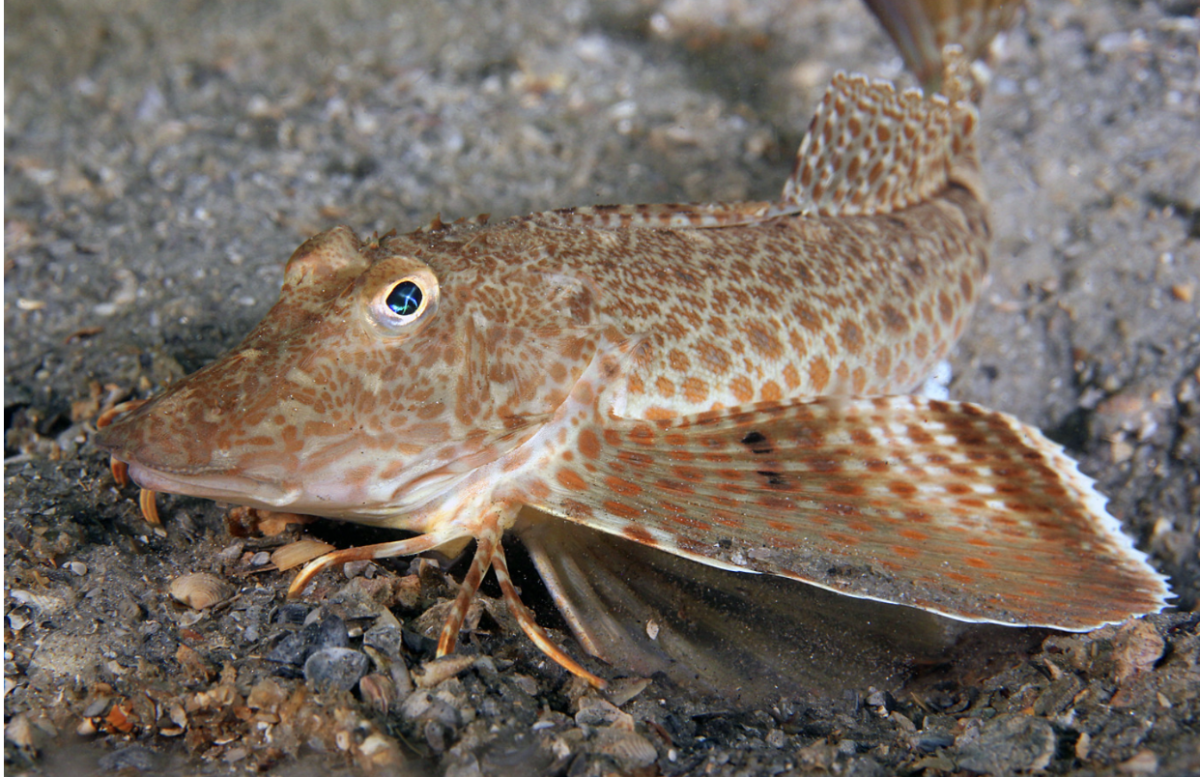 Fun Fact of the Week: Sea robin fish have legs with the ability to taste